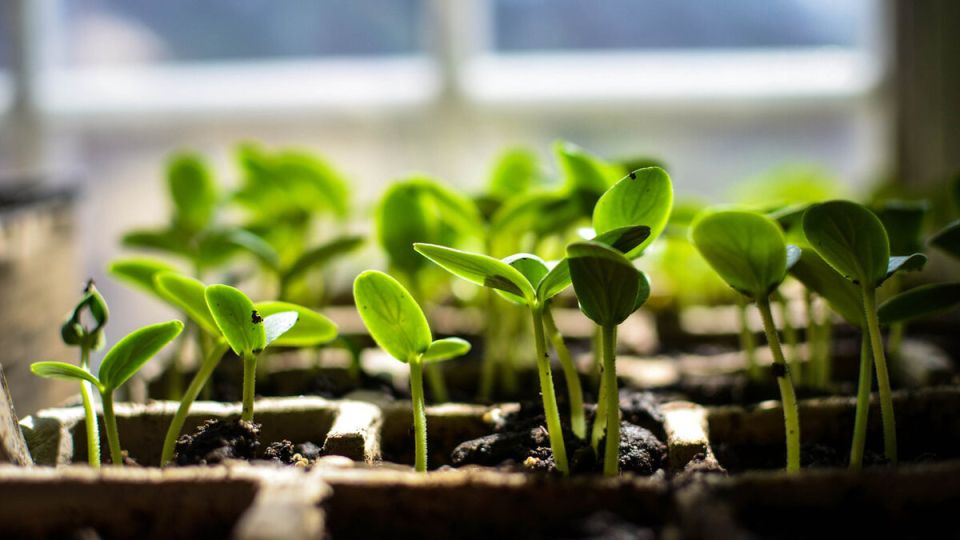 ��� �������� ���������������� ������ ��� ����������� �������