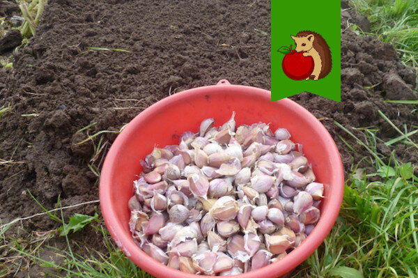 Когда настало время для посева озимого чеснока: выбираем идеальные сроки