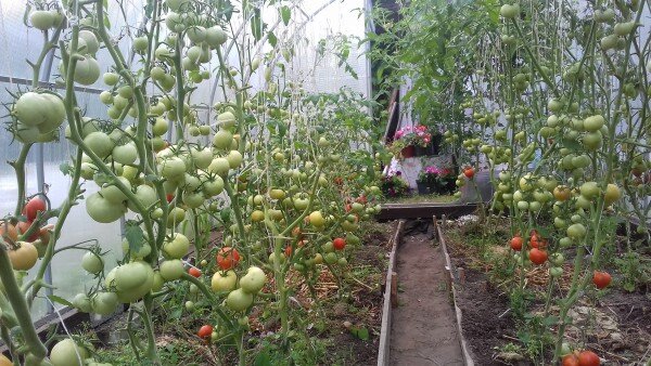 Уход за томатами после высадки: ключевые рекомендации