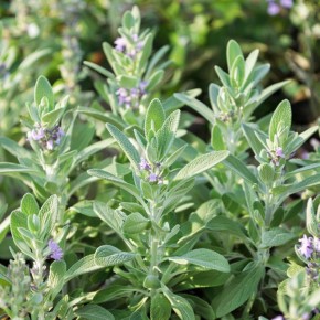 ������: ��������� ������, ������� ������ ���� � ������ ����