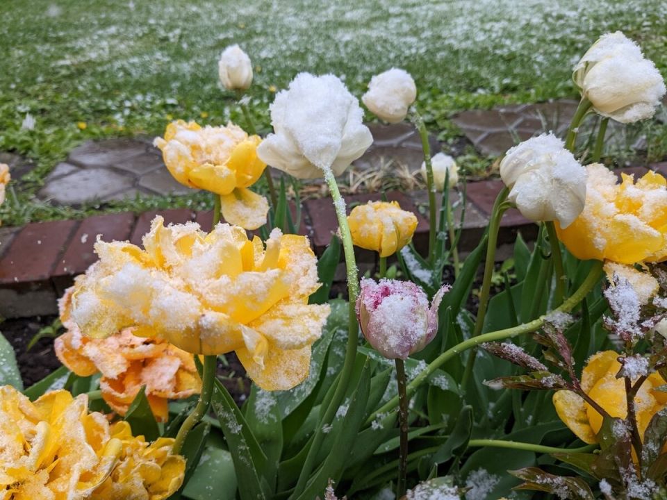 ����������� ������� ��������: ��� �������� ��� �������� ��� ������� ��������