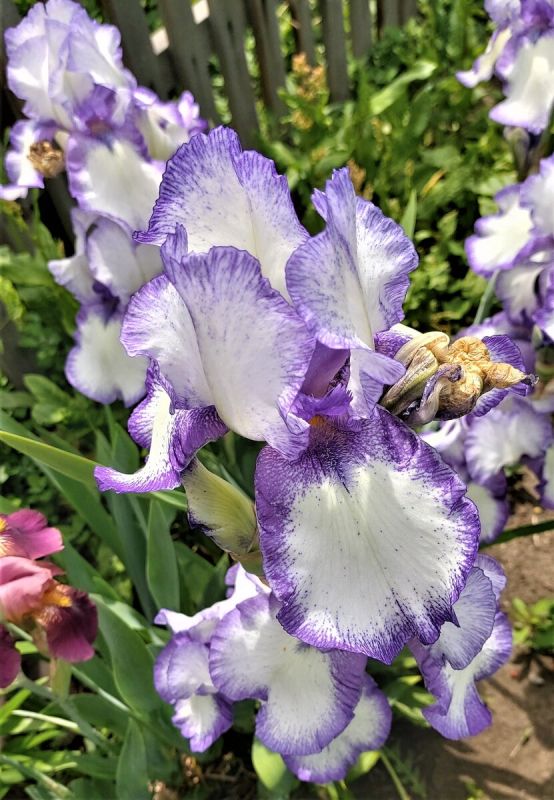 ��������� ������: ������� ��������� ���������� �������