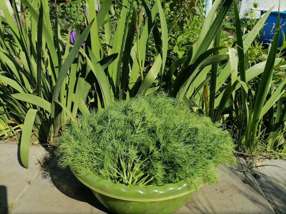 �������� ������: ��� ������������ ���� � 2025 ����?