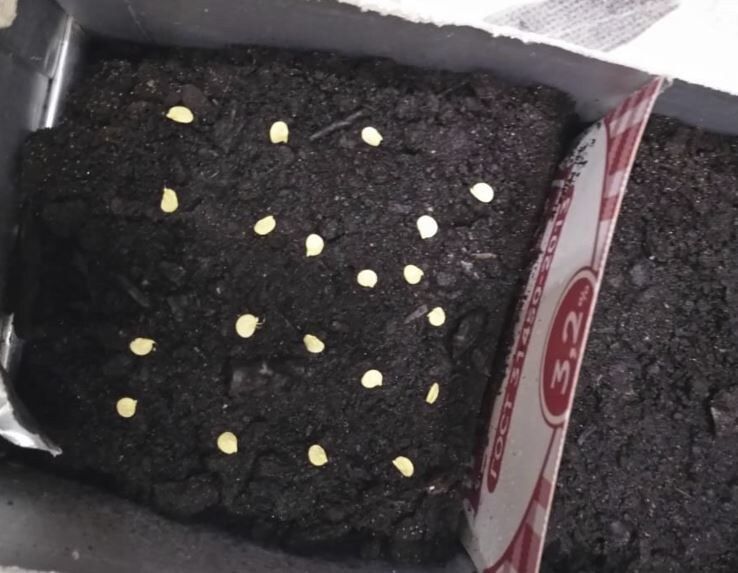 ����� ������ ����� �� �������: ������ ��� ��������� �� ��������