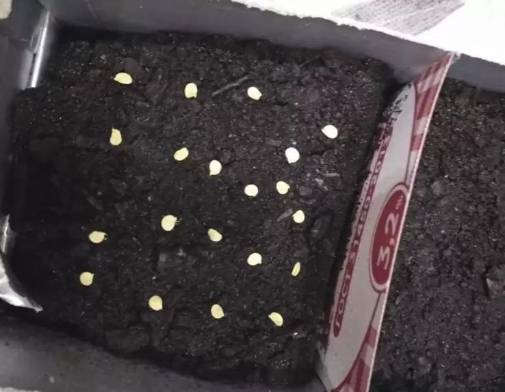 Когда сажать перец на рассаду: советы для садоводов по регионам