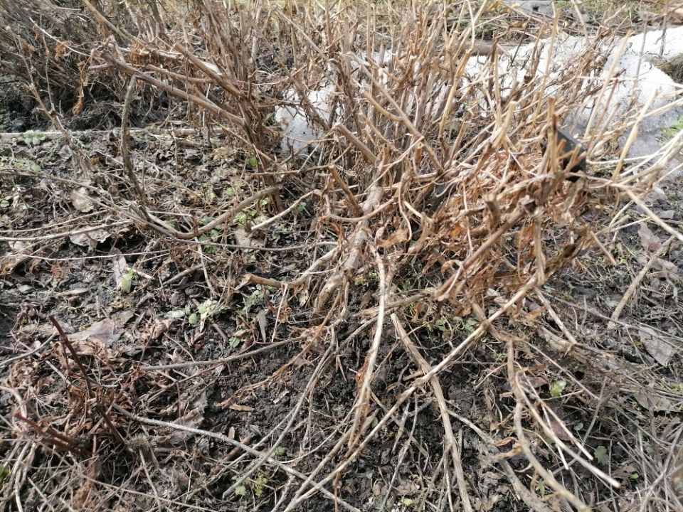 ��� ��������� �� �������������� ������: ������ ��� ������