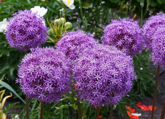 ��� ������ ��� �� �������: ������� ������ ��� �����������