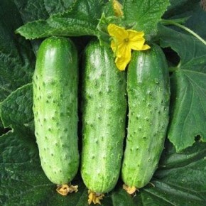 ������ ��������� ��������: ��������� ����� ��� ��������� �������