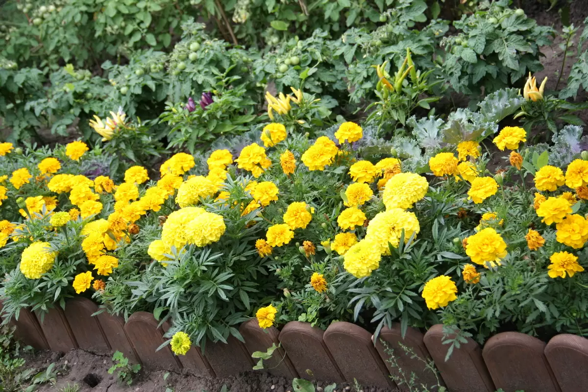 Как растения могут изменить настроение: история увлечения садоводством