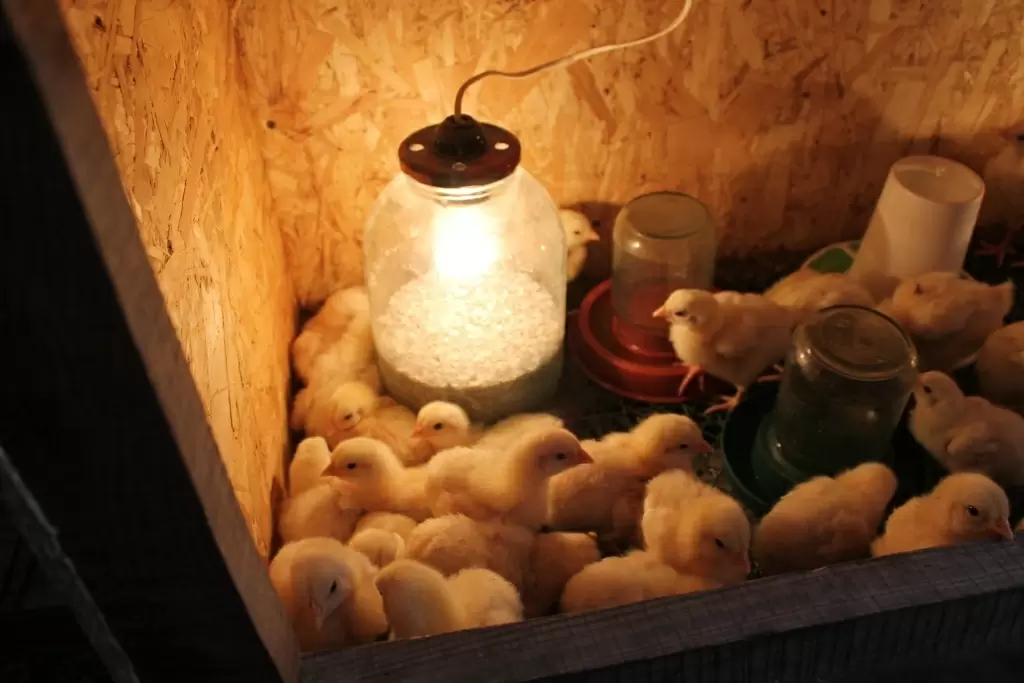 Зимнее выведение цыплят: как обойти холодные преграды