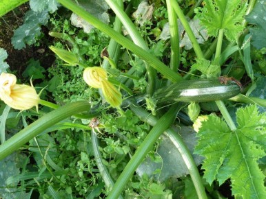 ����� � ��� ������ �������: ������ ��� �������� ������