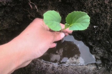 Как вырастить идеальную рассаду капусты: три способа, которые стоит попробовать