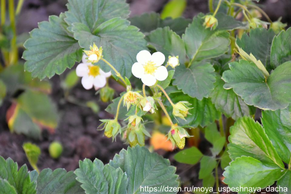 ��� �������� �������� �� ����������: ����������� ������ ��� ��������� ������