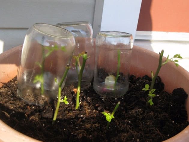 ���������� �������� ��� � ���������: ������������ �����������