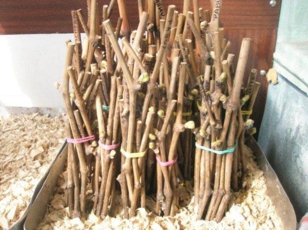 ��� ���������� ��������� ��������: ������� ��������� ���������� �����