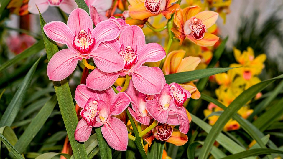 ���������: ������� ����� �� ��������� �������