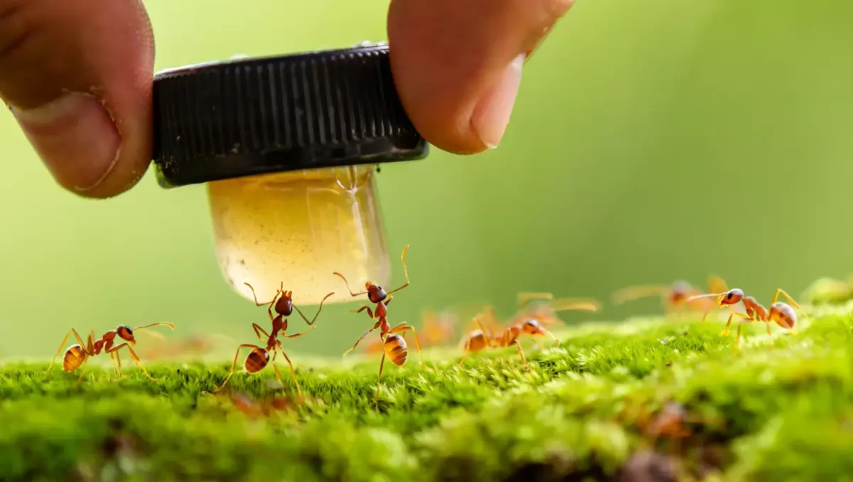 Проблема с муравьями: простые и безопасные решения