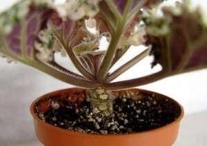 ��������� ������: �������� �������