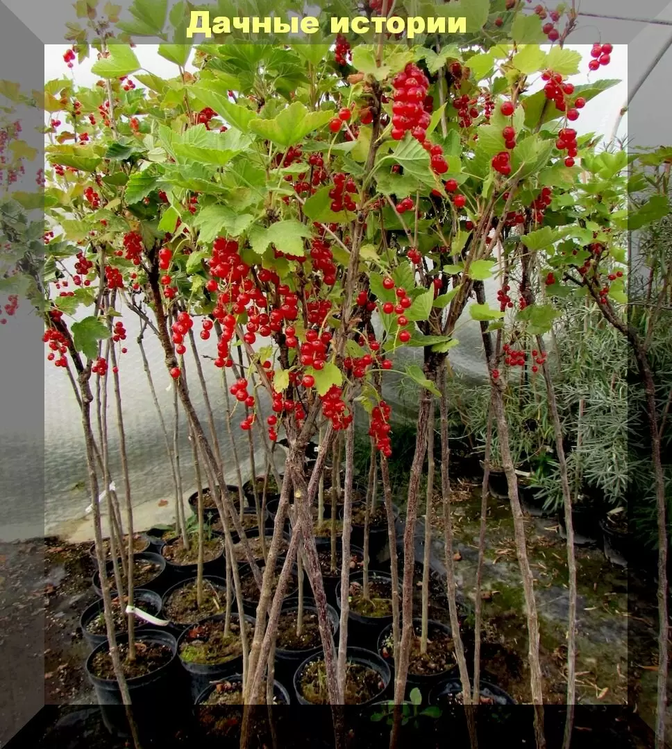 Штамбовые смородина и крыжовник: ваши кусты в новом свете