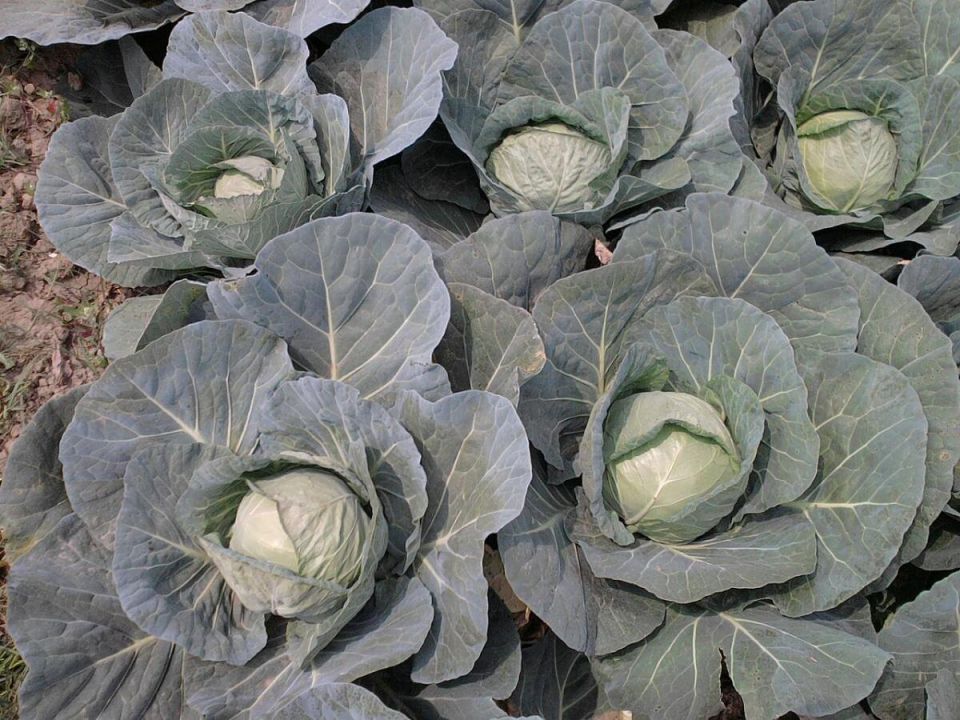 ��� ������ ������� ������� �� �����������: ������� ��������� �����