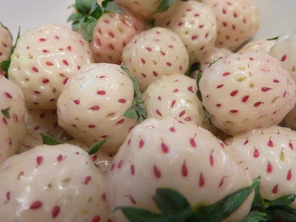 ������ ����� �������� � ���������� �������� ���������� ������� �����������?