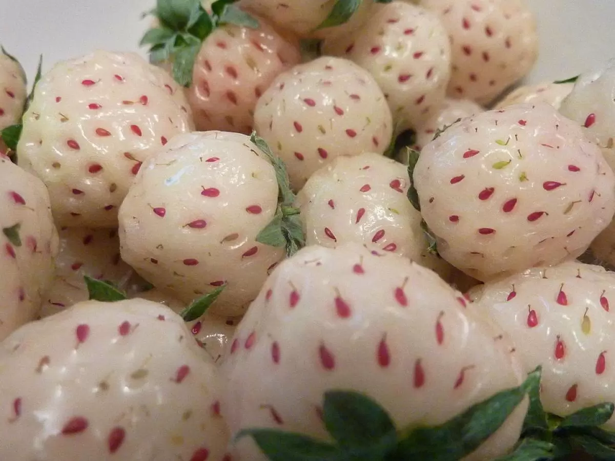 Почему белая клубника с ананасовым ароматом становится звездой садоводства?