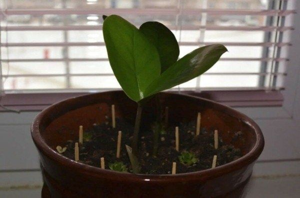 ������ � �������: ����������� ��������� ��� ��������� ���