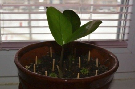 Спички в горшках: неожиданные помощники для цветочных дел