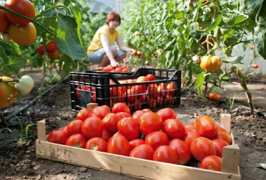 Опасные болезни томатов: как распознать и предотвратить их появление