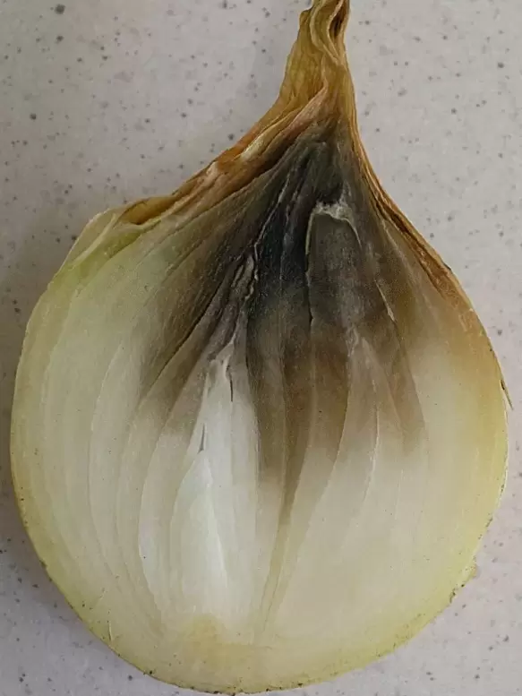 Почему лук гниет: секреты раннего урожая