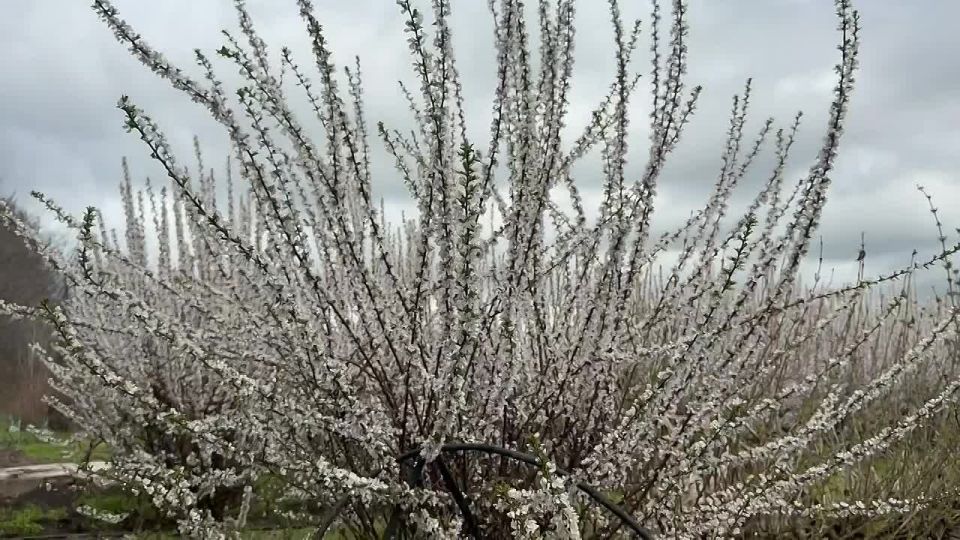 ��� � ������� �������: ����� ������� � ������ �� ��������