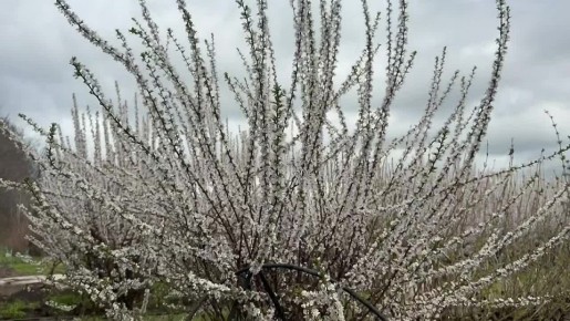 ��� � ������� �������: ����� ������� � ������ �� ��������