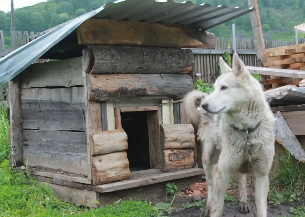 Идеальное убежище для вашего четвероногого друга
