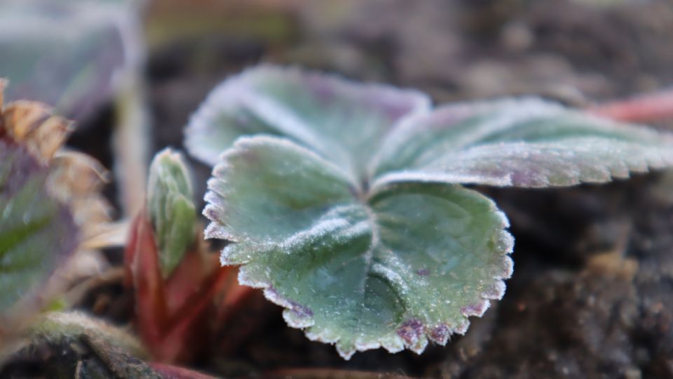 ��� ��������� ���������� �������� ������ ��� ��������� ��������