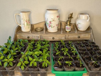 ��� � ����������� ������ ��� �������� �� ����� ���������