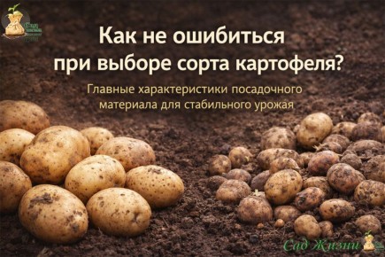 ��� ������� ���� ���������: ������� ��������� ������