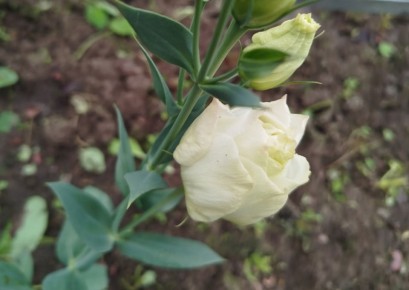 Как добиться идеальной рассады эустомы: основные ошибки и решения