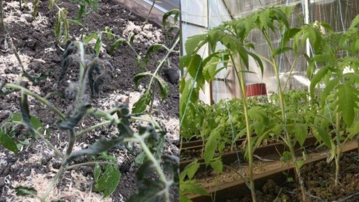 ��� ������� �������� ������ ������ � ������� �� �������: ����������� ������