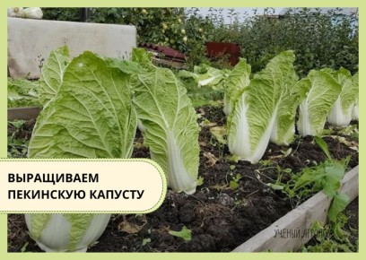 �������� �������: ������ ��������� ������� ������ � �������