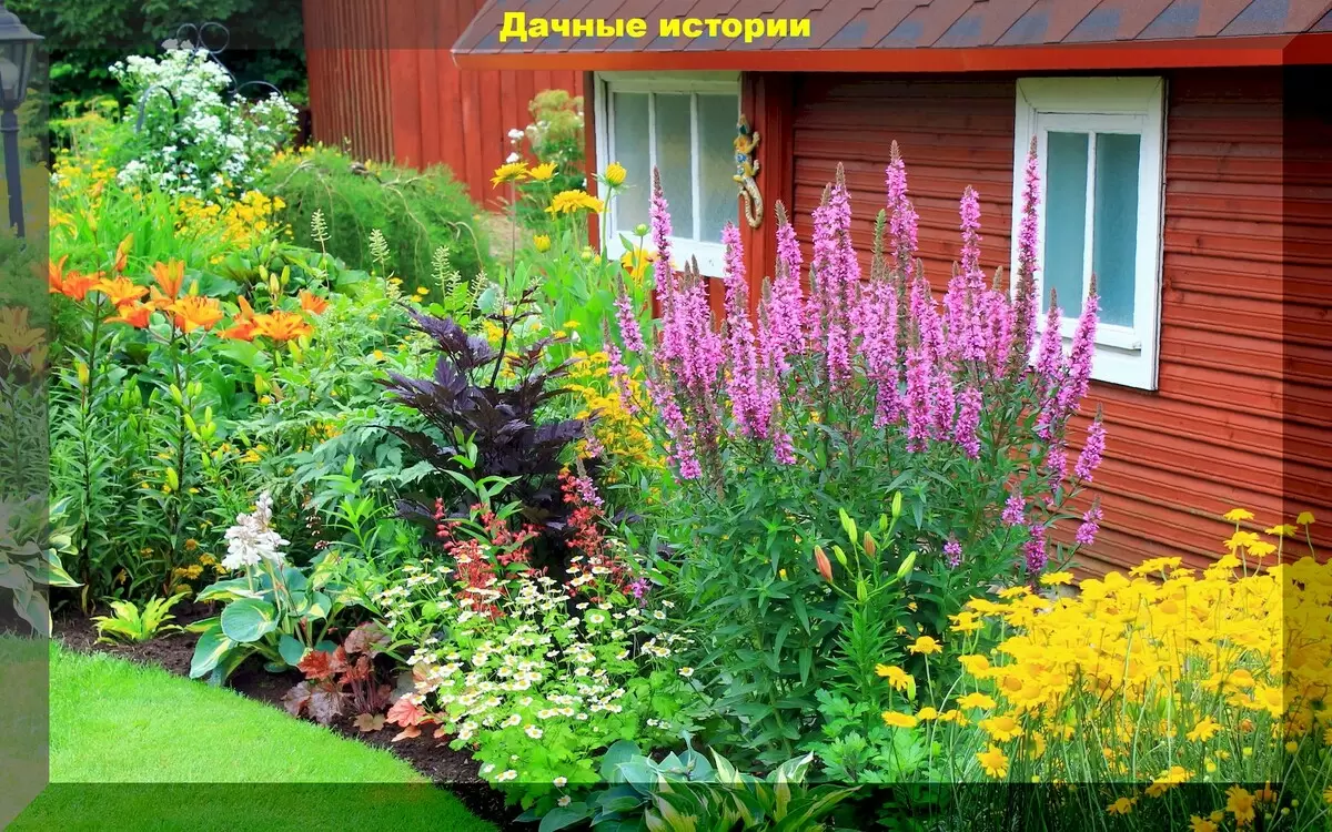 Многолетние цветы, которые умеют удивлять