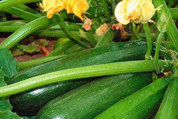 ��������� �����������: ��� ��������� ������� ��������� ������������ ������