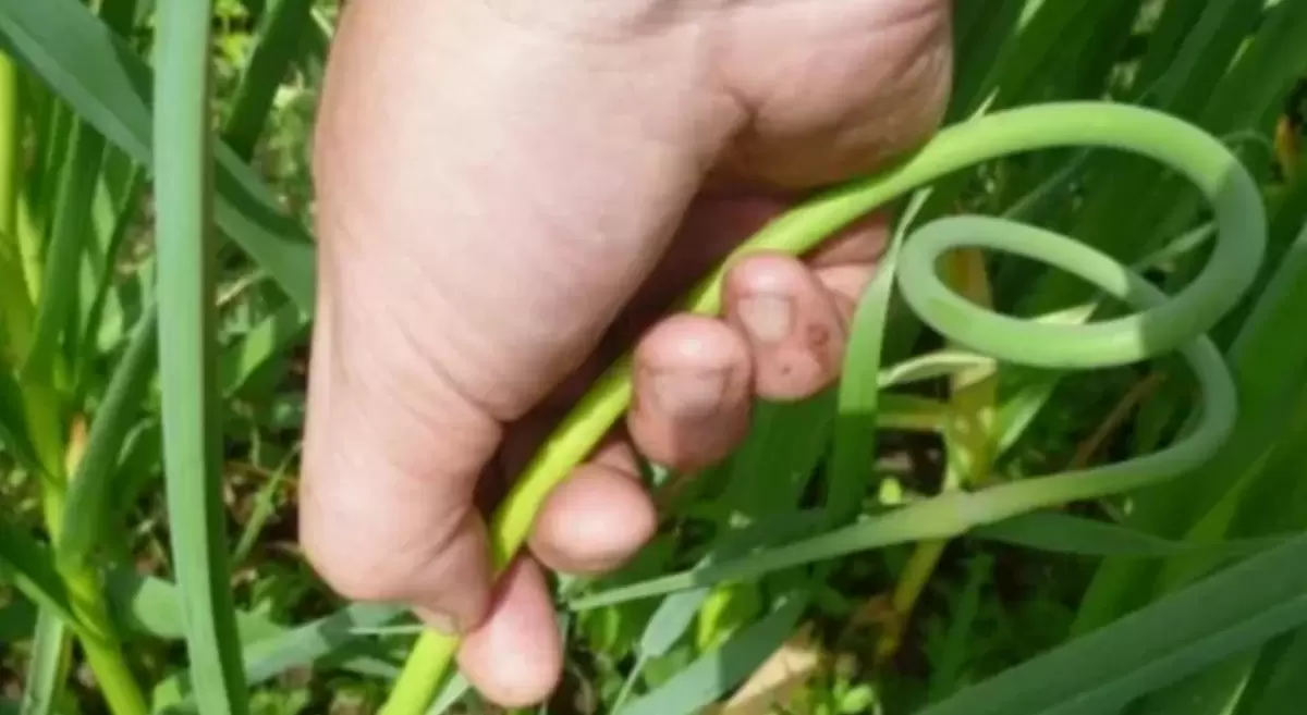 Управление урожаем чеснока: как избежать ошибок