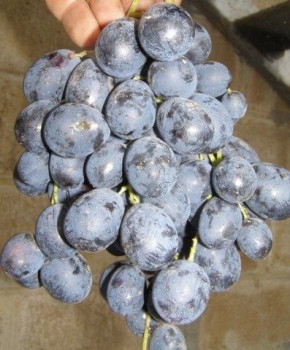 �������� ������: ������������ � ����������� �����