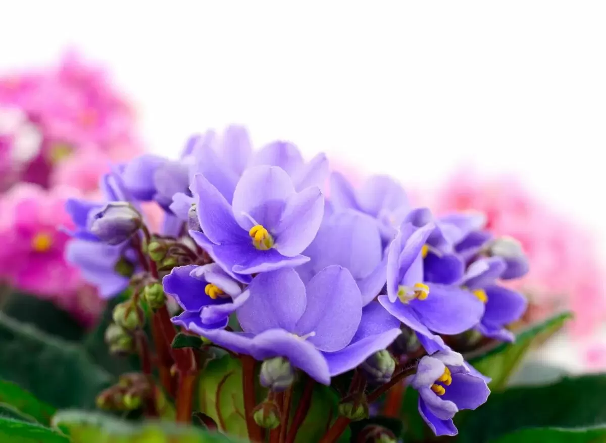 Фиалки: секреты ухода для продолжительного цветения