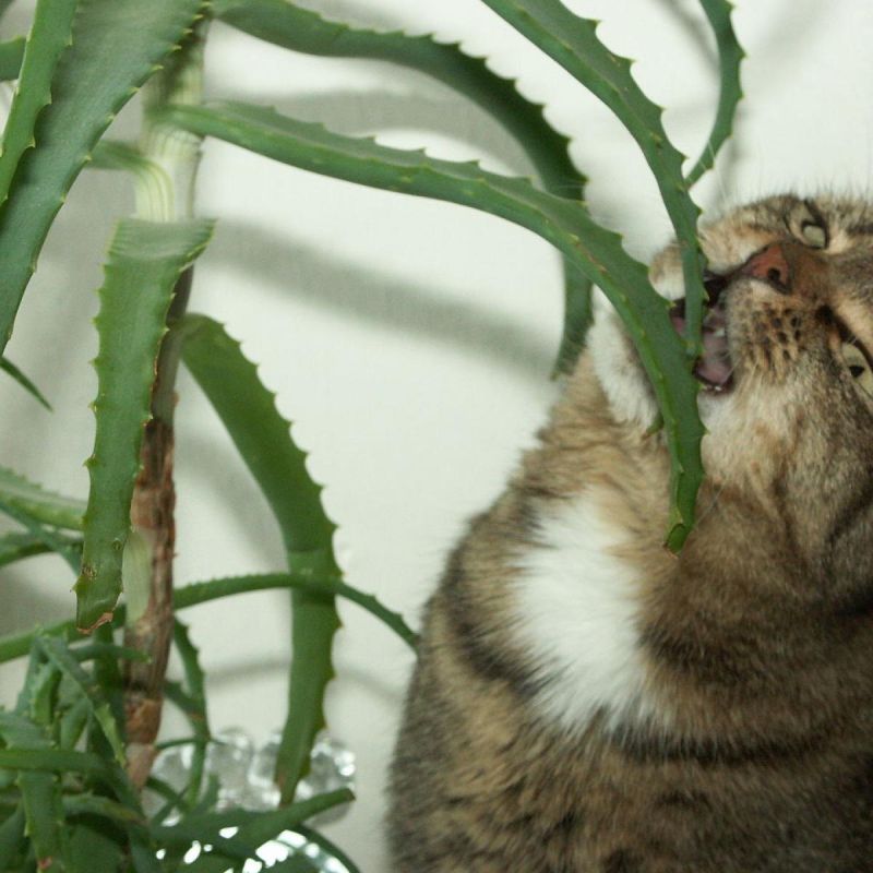 ��� ��������� ��������� �� ����: ������� ��������� ����� � �������� ��������