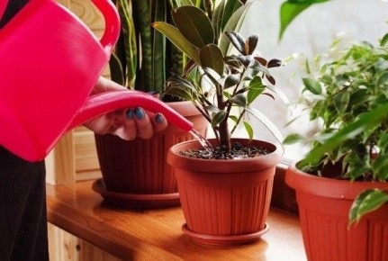 Зимние заботы о комнатных растениях: как ухаживать и поливать