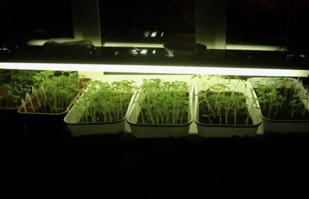 Как правильно подсвечивать рассаду в феврале: советы для здоровых растений