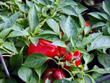 ��� �������� ������� ����� �� ������ ��� �� ����� �������?