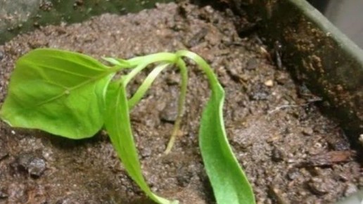 �������� �������� ���������: ���������� ���������� ��� ������