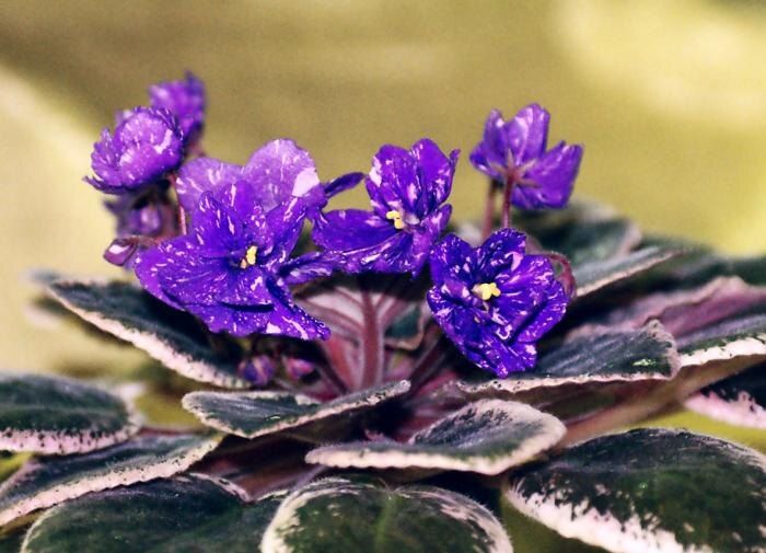 ������ ������ �������� ������: �� ������� ������������